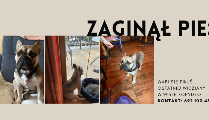 Zaginął pies